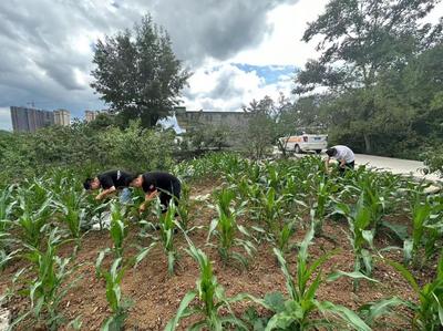 陆官街道开展玉米病虫害防治工作
